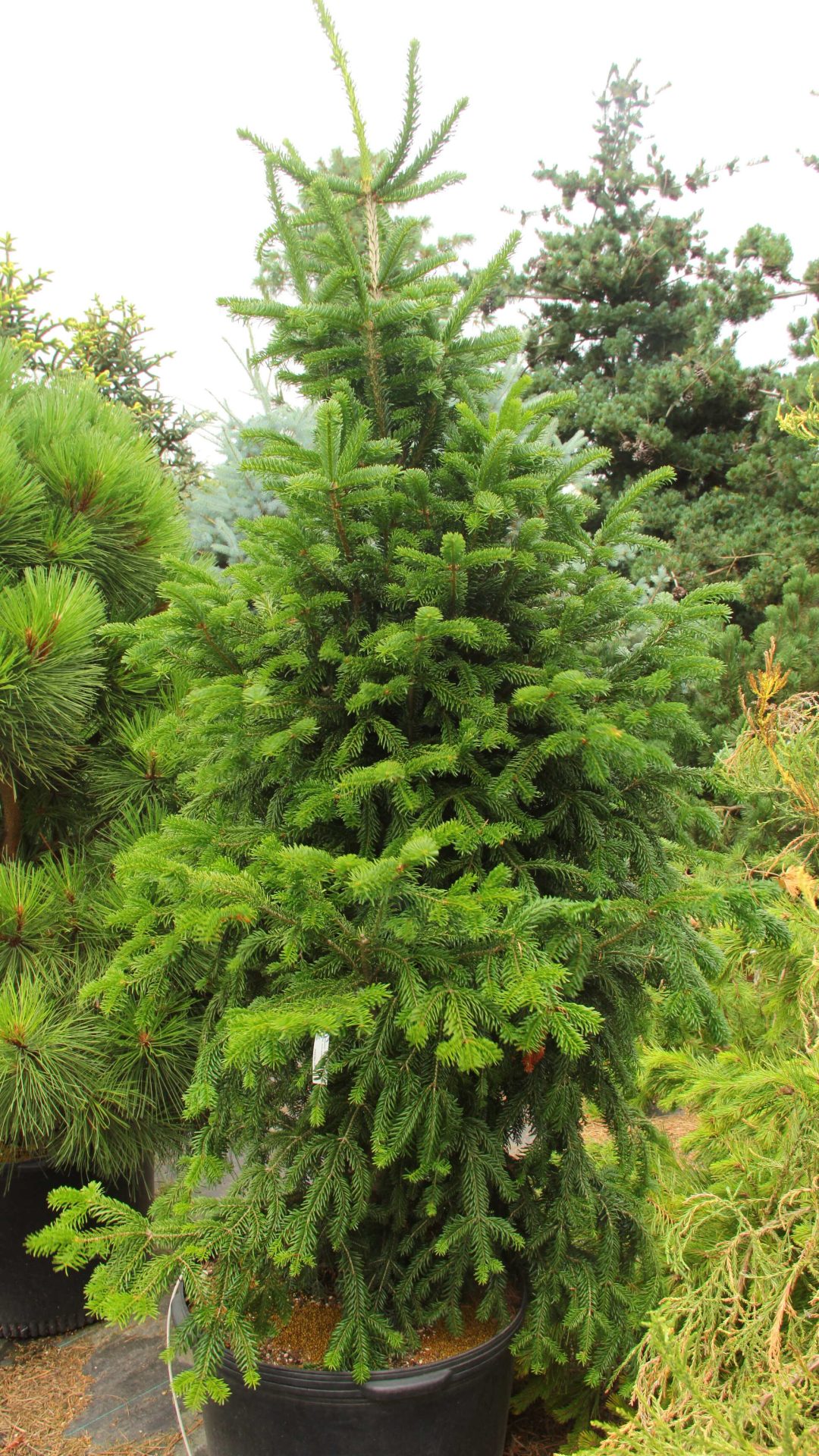 'Filip's Perfect Column' Specimen 2040 Conifer Kingdom