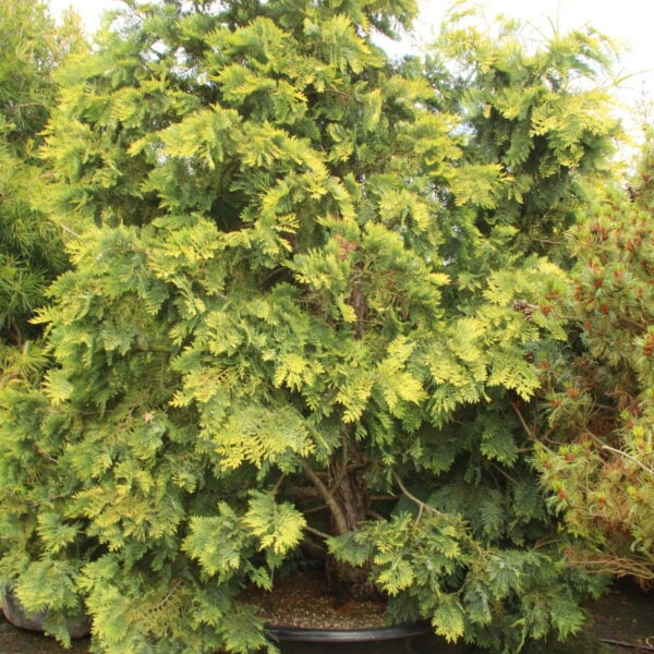 Chamaecyparis lawsoniana 'Snow Queen' (on DR) Specimen 1828