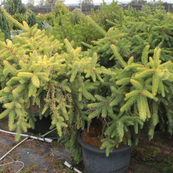 Picea abies 'Decak' Specimen 2405