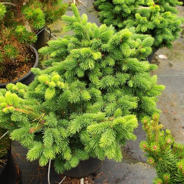 Picea abies 'Exot' Norway Spruce