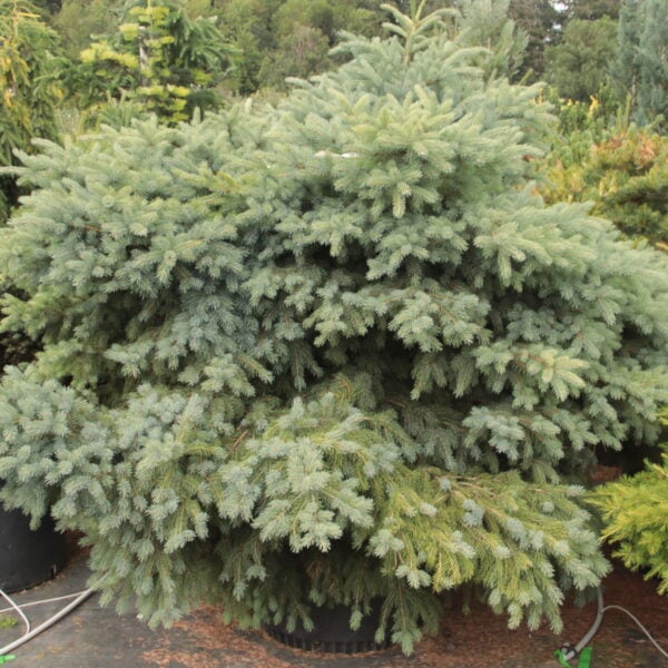 Picea glauca 'Edith' Specimen 2393