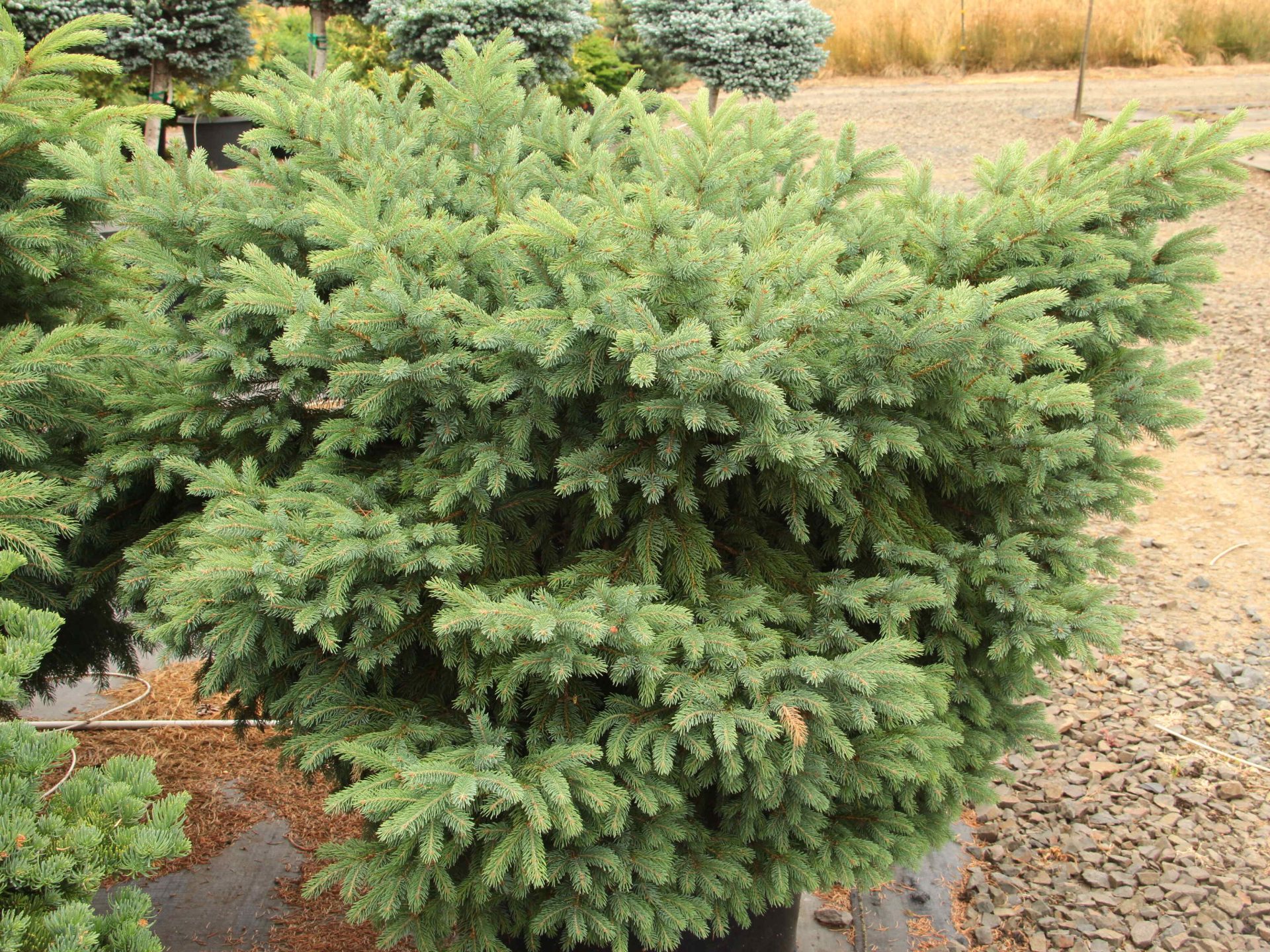 Picea glauca 'Edith' Specimen 2393 Conifer Kingdom