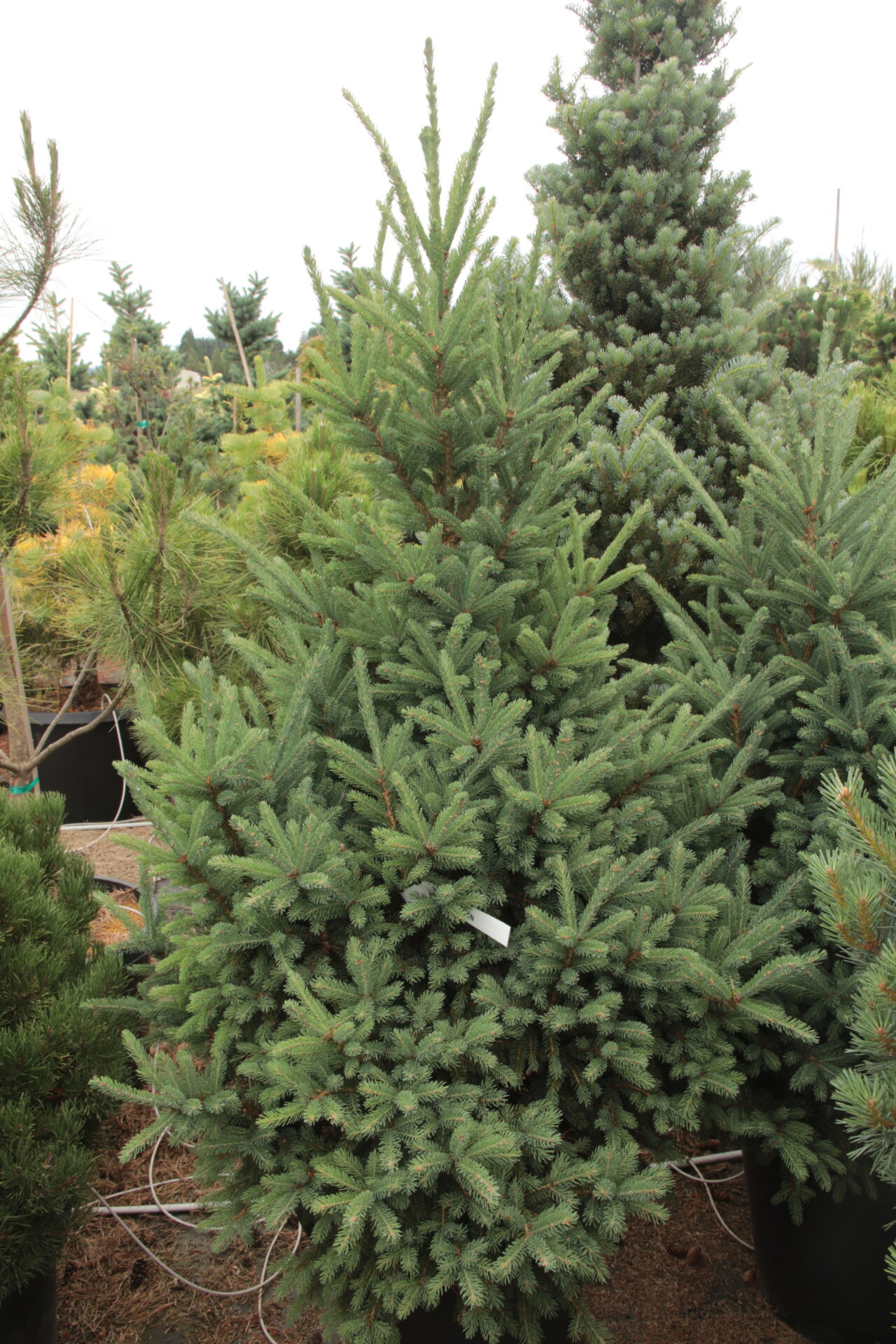 'Gulliver' Specimen 2391 Conifer Kingdom