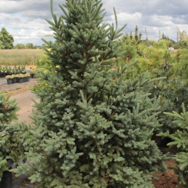 Picea glauca 'Gulliver' Specimen 2391