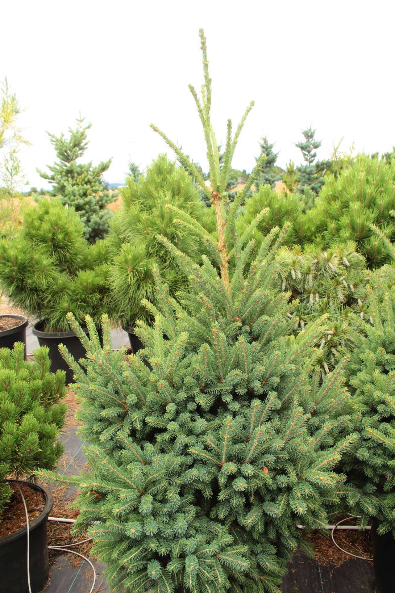 'Gulliver' Specimen 2391 Conifer Kingdom