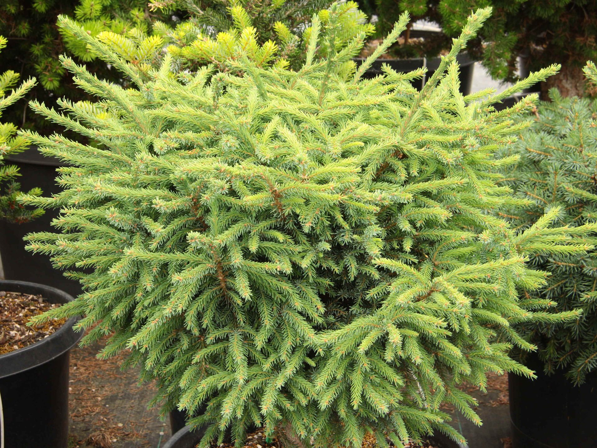 Buy Picea mariana 'Michael Heims' Specimen 2396 Conifer Kingdom