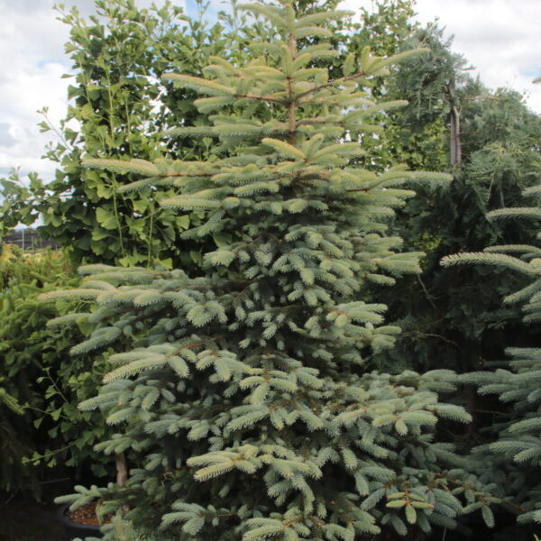 Picea pungens 'Villarreal Gold' Specimen 2404
