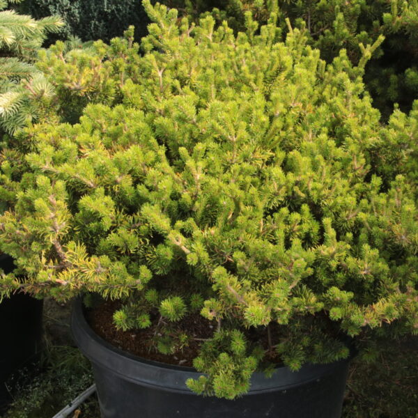 Pinus banksiana 'Black Duck' Specimen 2403