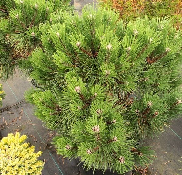 Pinus nigra 'Sleepy Hollow' Austrian Pine