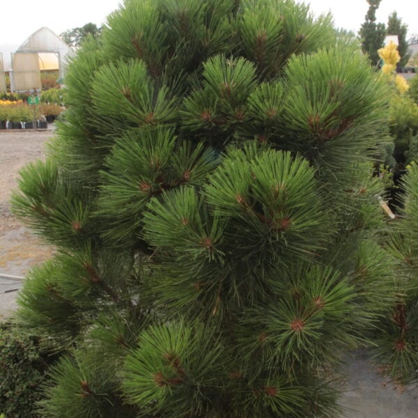 Pinus ponderosa 'Warm Valley' Specimen 2400