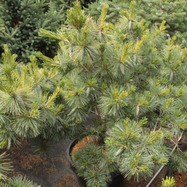 Pinus strobus 'Connecticut Slate' Specimen 2392