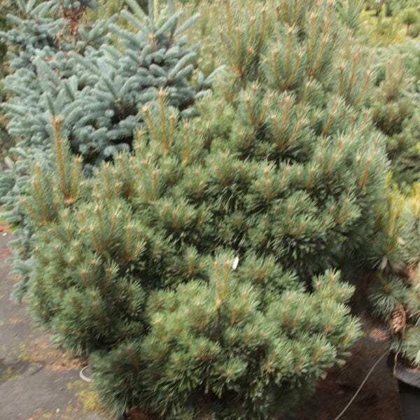 Pinus sylvestris 'Chantry Blue' Specimen 2394