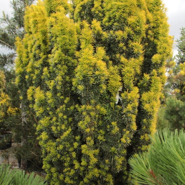 Taxus baccata 'Silver Spire' Specimen 1699