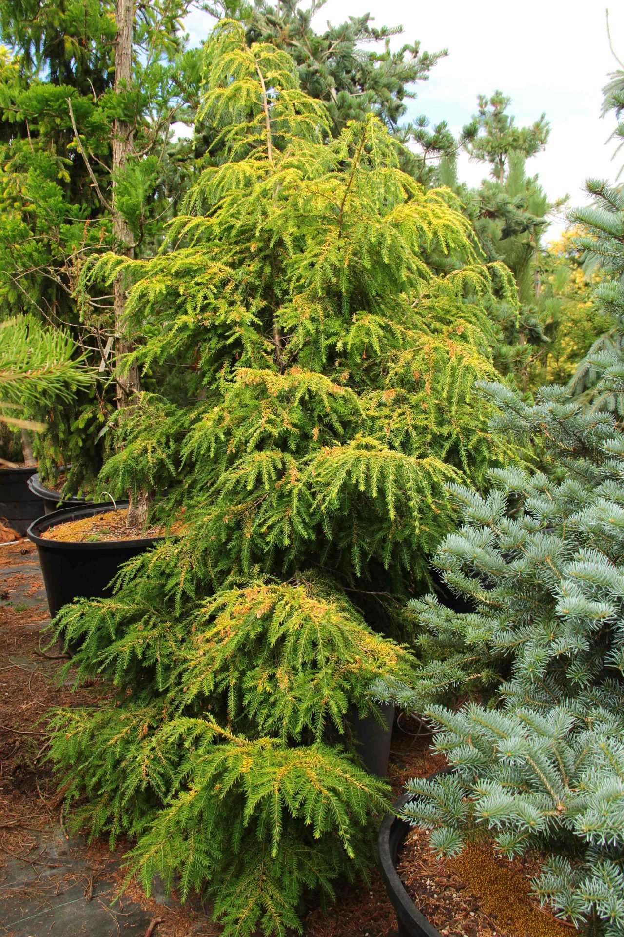 Tsuga-canadensis-Vermeulen-