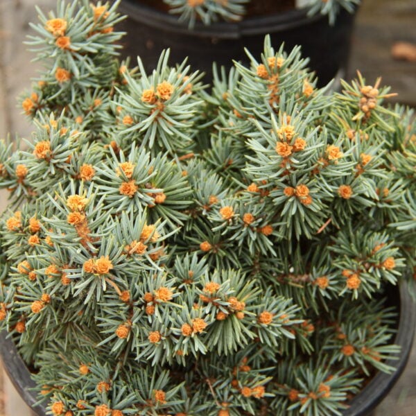 Picea pungens 'Hartsel' Colorado Spruce