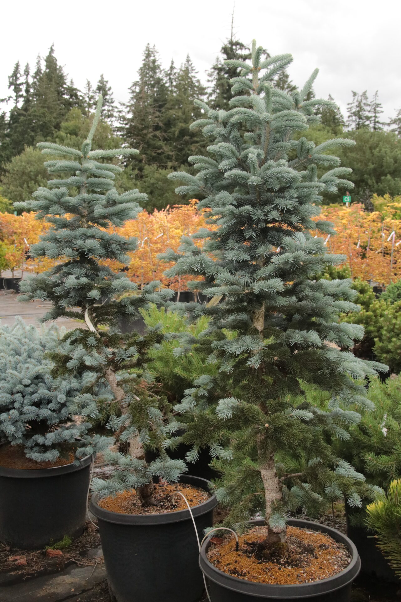 Abies lasiocarpa 'Glacier' Specimen 2440 Conifer Kingdom