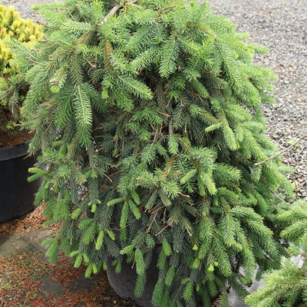 Picea abies 'Farnsburg' Specimen 2406