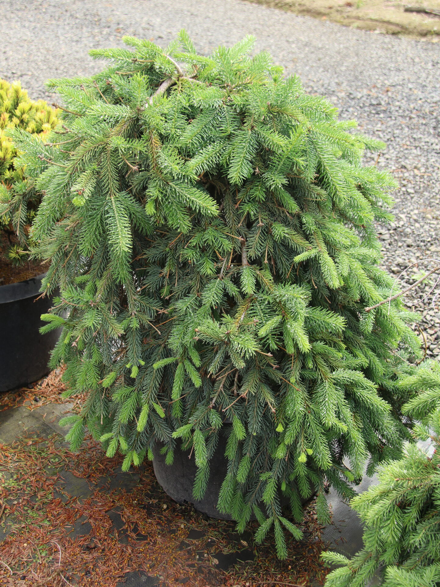 Picea abies 'Farnsburg' Specimen 2406 | Conifer Kingdom