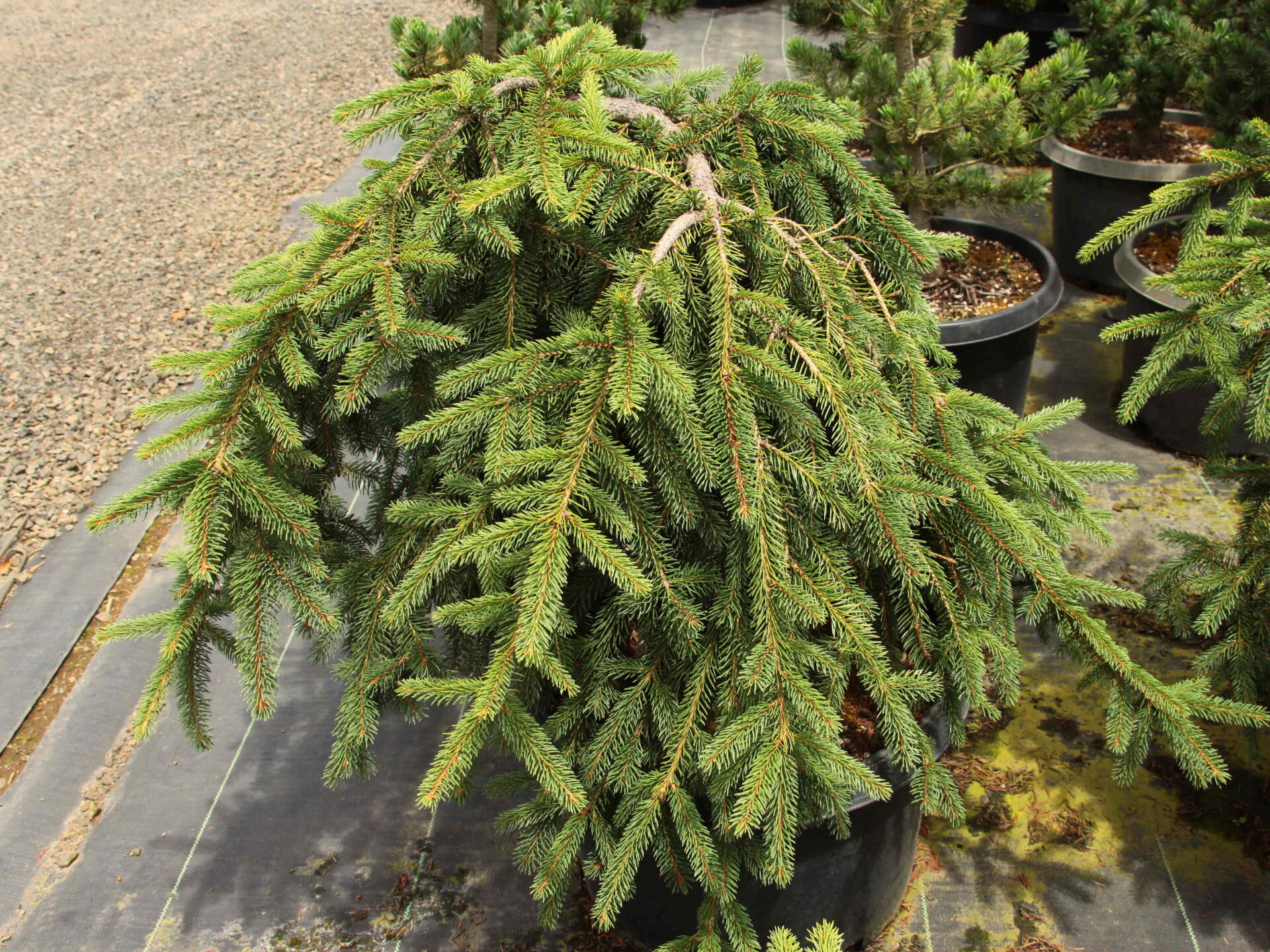 Picea abies 'Farnsburg' Specimen 2406 Conifer Kingdom