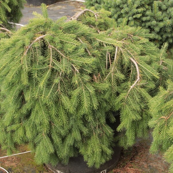 Picea abies 'Formanek' Specimen 2407 Norway Spruce