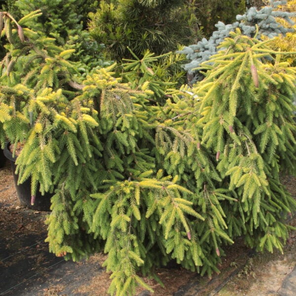 Picea abies 'Summer Daze' Specimen 2443 Norway Spruce