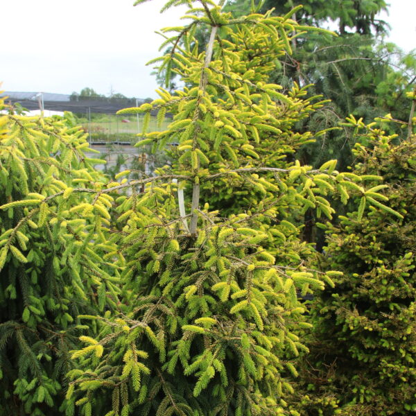 Picea orientalis 'Skylands' Specimen 2377 Oriental Spruce