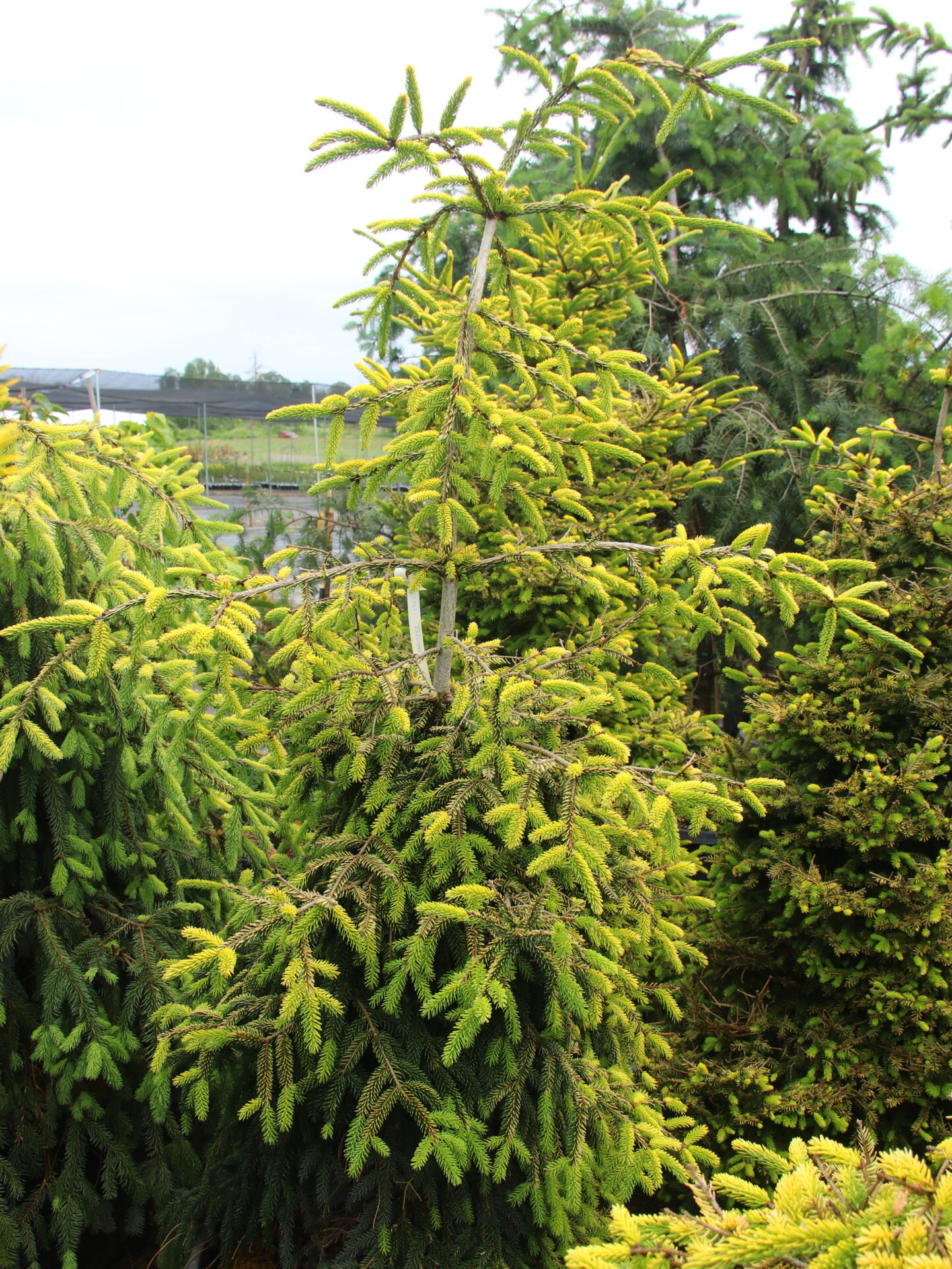 tree Picea orientalis 'Skylands' Specimen 2377 | Conifer Kingdom