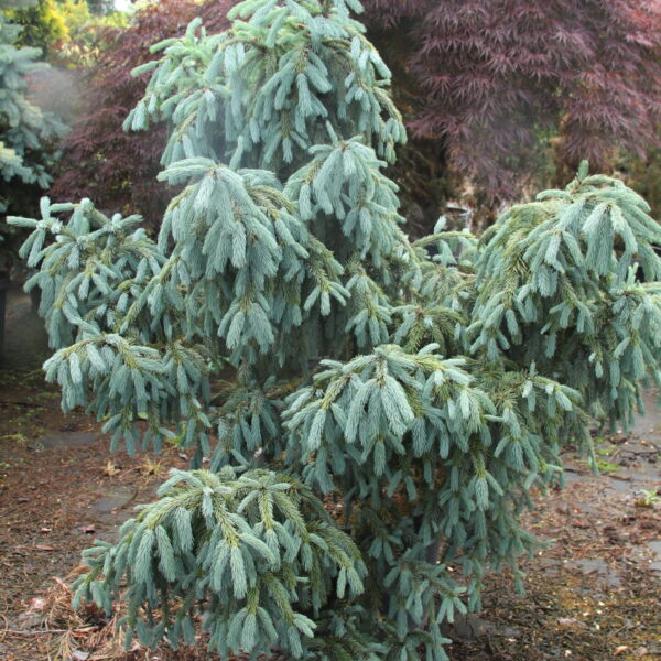 Picea pungens 'Blue Fingers' Specimen 2385 Colorado Spruce