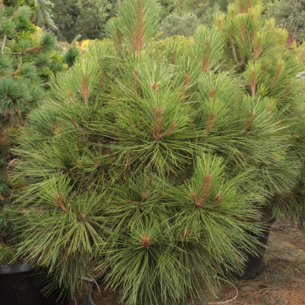 Pinus jeffreyi 'Joppi' Specimen 2446 Jeffrey Pine