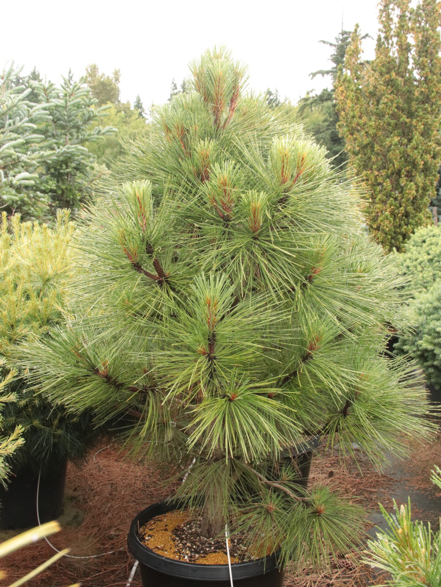 Pinus jeffreyi 'Joppi' Specimen 2446 Conifer Kingdom