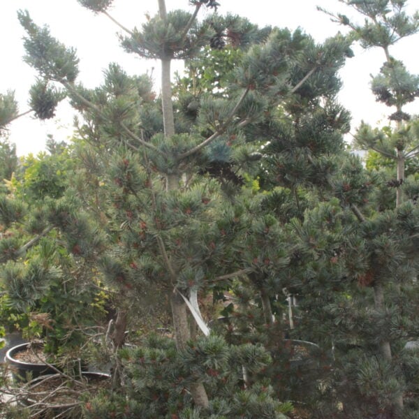 Pinus parviflora 'Aoba jo' Specimen 2412 Japanese White Pine