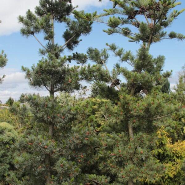 Pinus parviflora 'Negishi' Specimen 2386