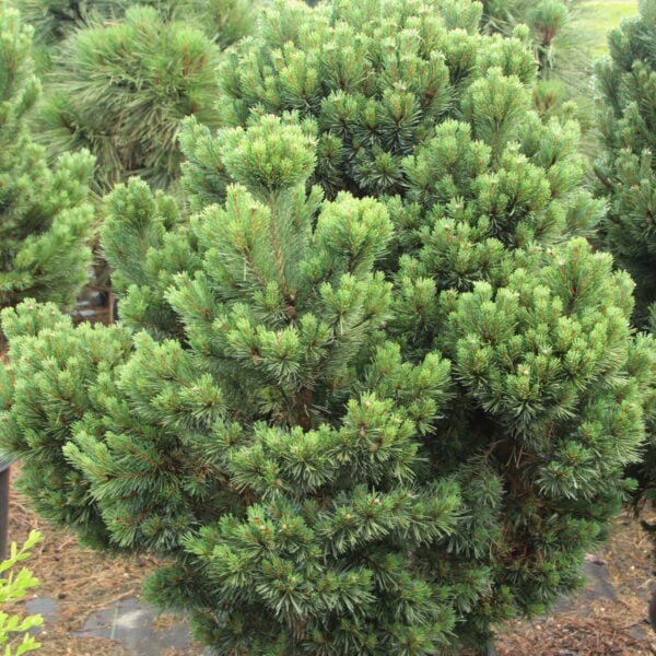 Pinus sylvestris 'Kelpie' Specimen 2413 Scots Pine