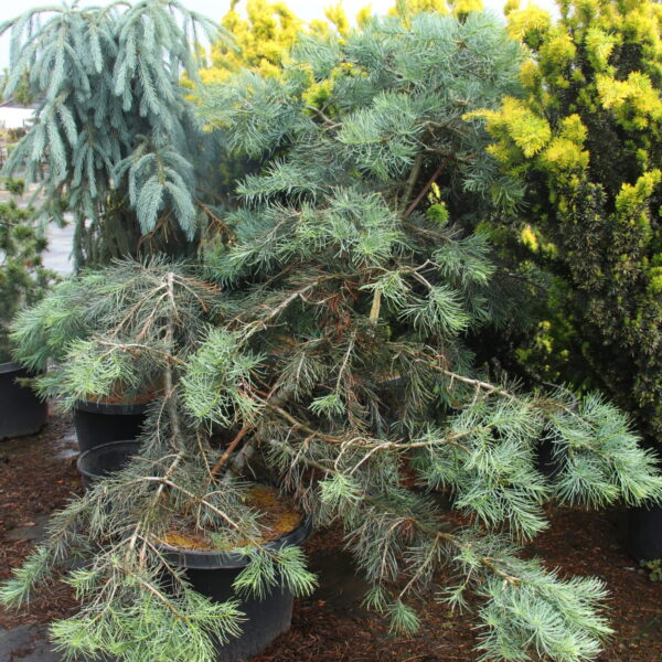 Abies concolor 'Long Hair' Specimen 2384