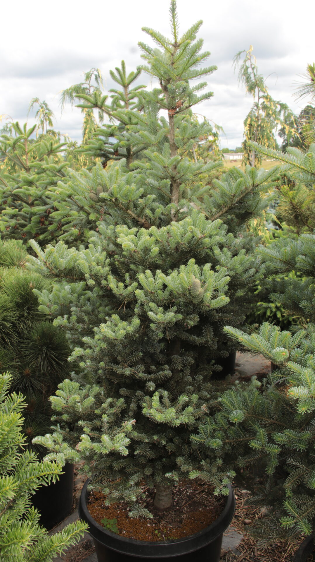 'Blauer Pfiff' Specimen 2460 Conifer Kingdom