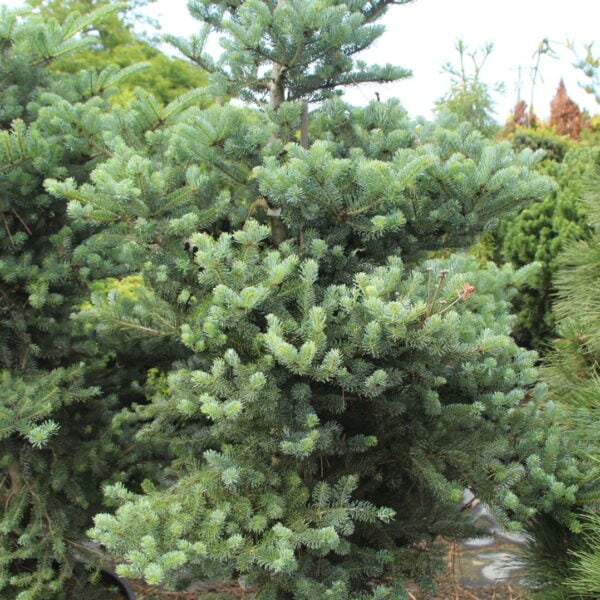 Abies koreana 'Blauer Pfiff' Specimen 2460