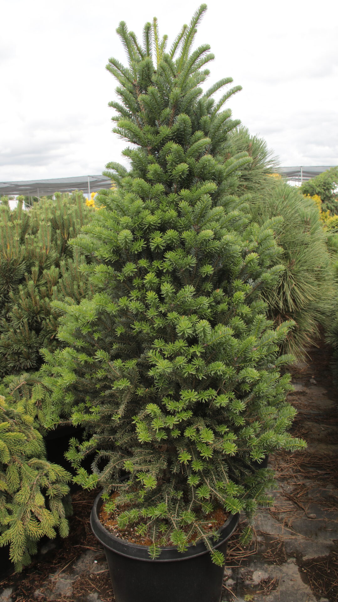 'Columnaris Gemit' Specimen 2410 Conifer Kingdom