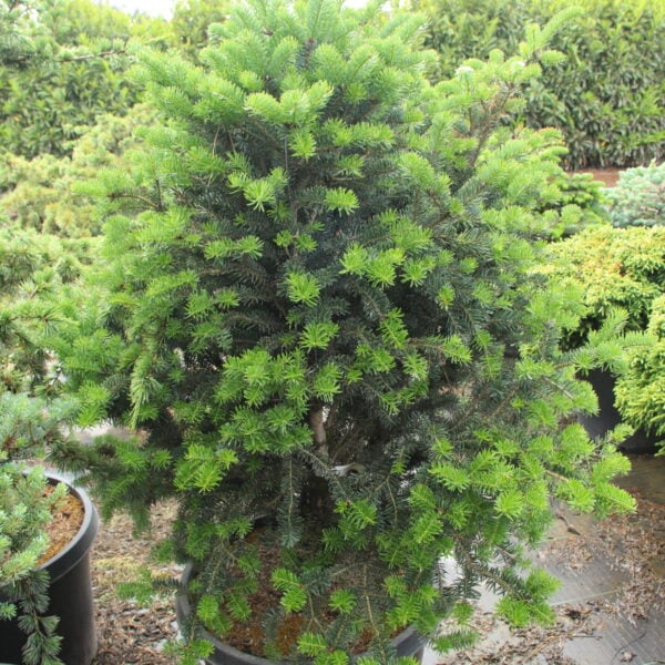 Abies nordmanniana 'Columnaris Gemit' Specimen 2410