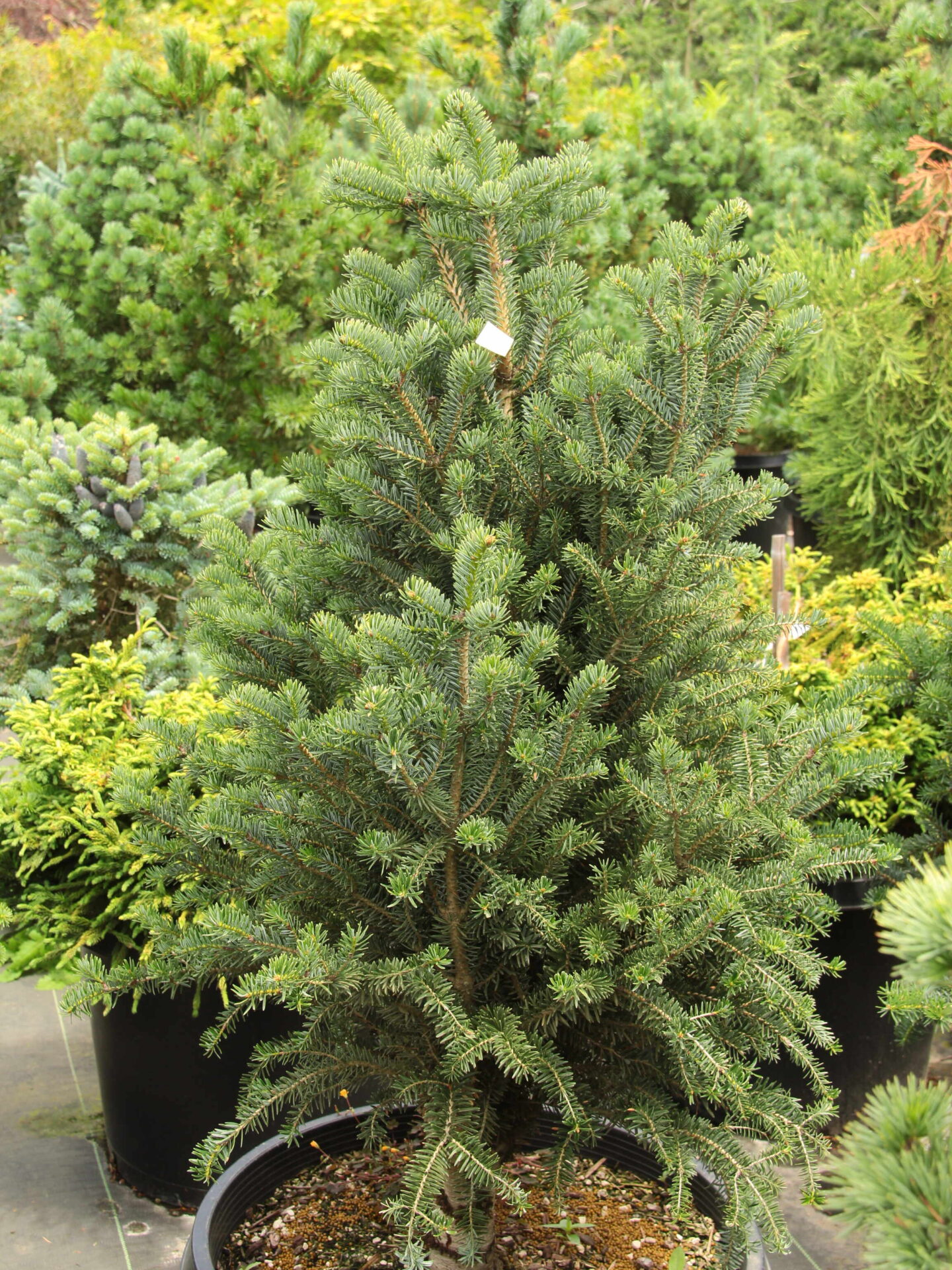 'Columnaris Gemit' Specimen 2410 Conifer Kingdom