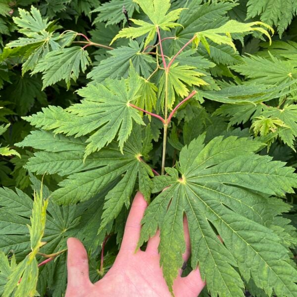Acer japonicum 'Rising Sun' Full Moon Maple