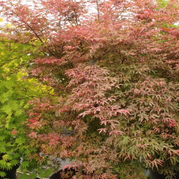 Acer palmatum 'Geisha Gone Wild' Specimen 2436
