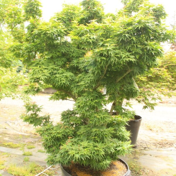 Acer palmatum 'Mikawa yatsubusa'  Specimen 2432