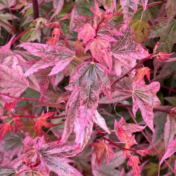 Acer palmatum 'Pink Panther' Japanese Maple