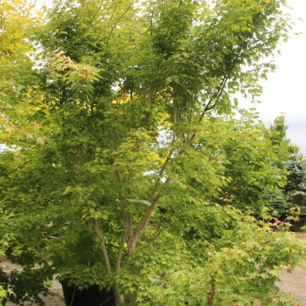 Acer palmatum 'Uzen nishiki' Specimen 2430