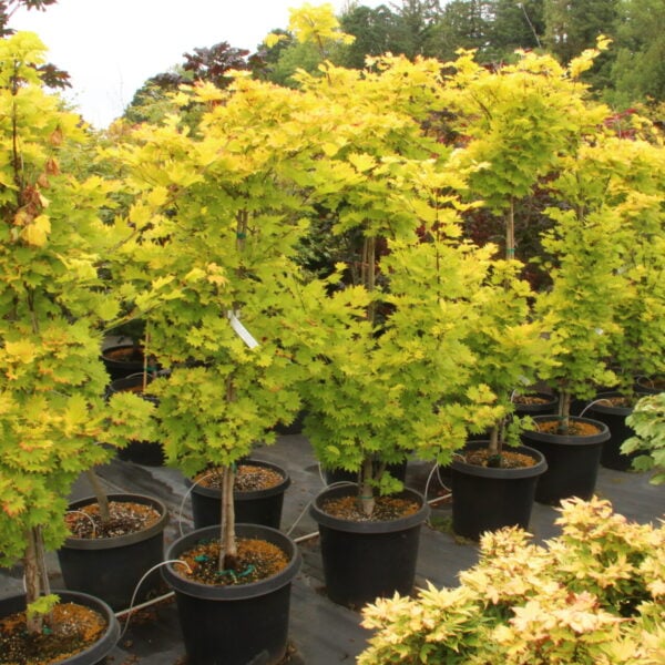 Acer shirasawanum 'Aureum' Specimen 2435