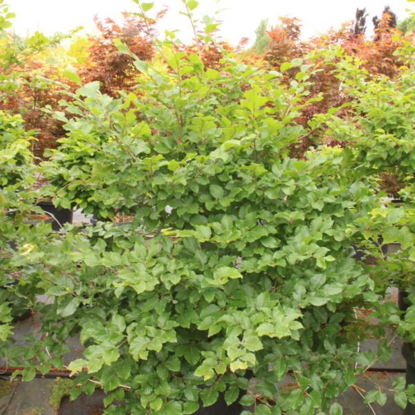 Fagus sylvatica 'Franken' Specimen 2422