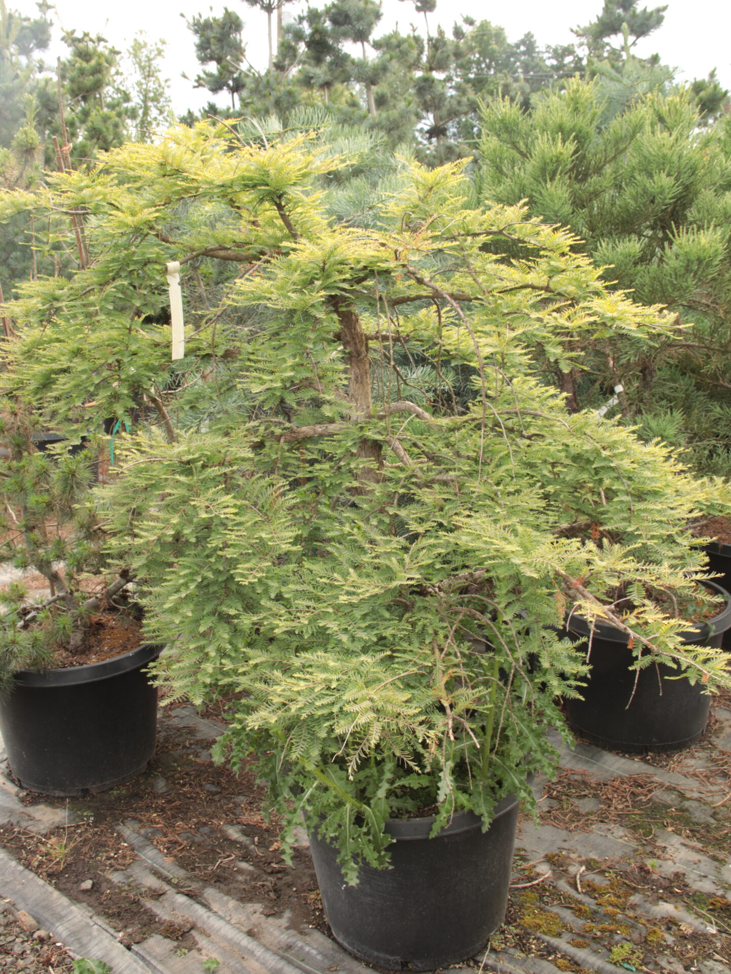 'Miss Grace' Specimen 2409 Conifer Kingdom