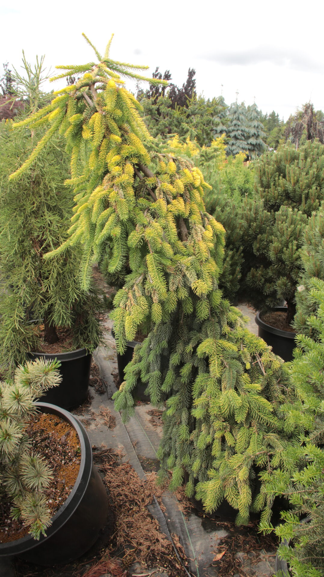 Picea-abies-Gold-Drift-