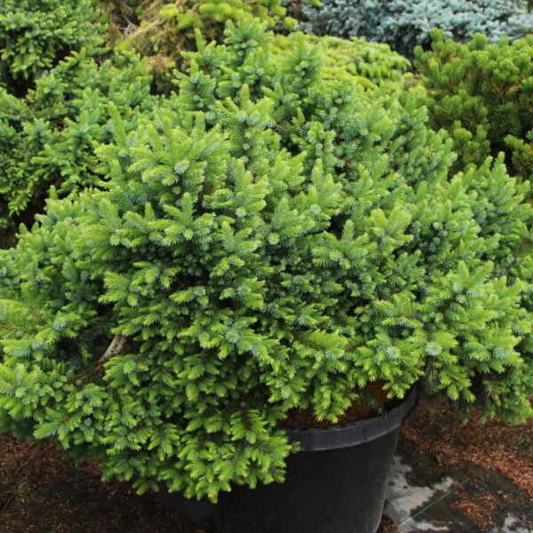 Picea omorika 'Armintrout's Globe' Specimen 2411
