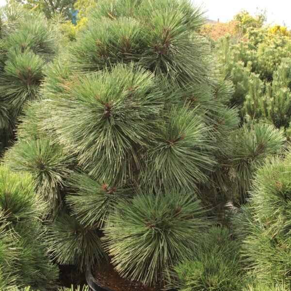 Pinus jeffreyi 'Joppi' Specimen 2463 Jeffrey Pine